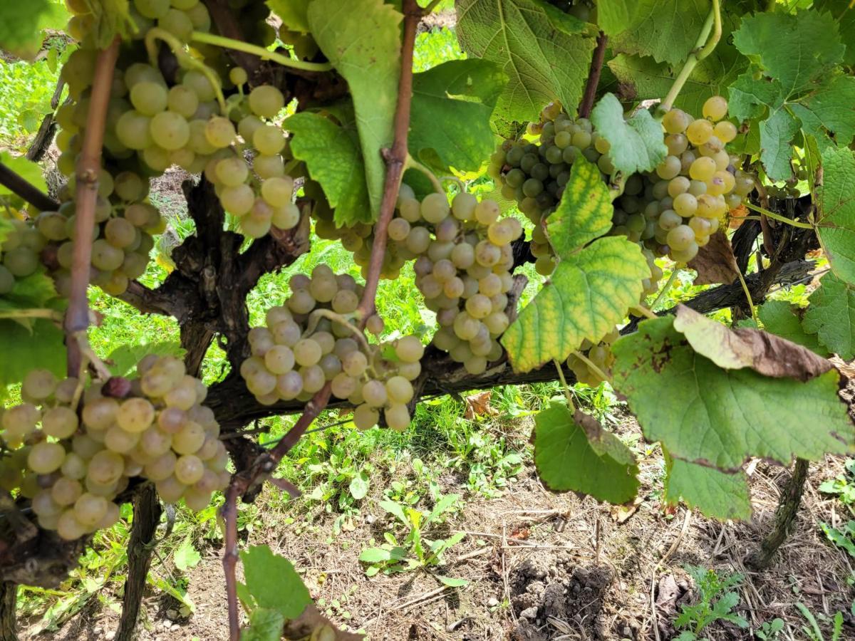 Fantastic View Vineyard Beskid Mountains Gruszow  Dış mekan fotoğraf
