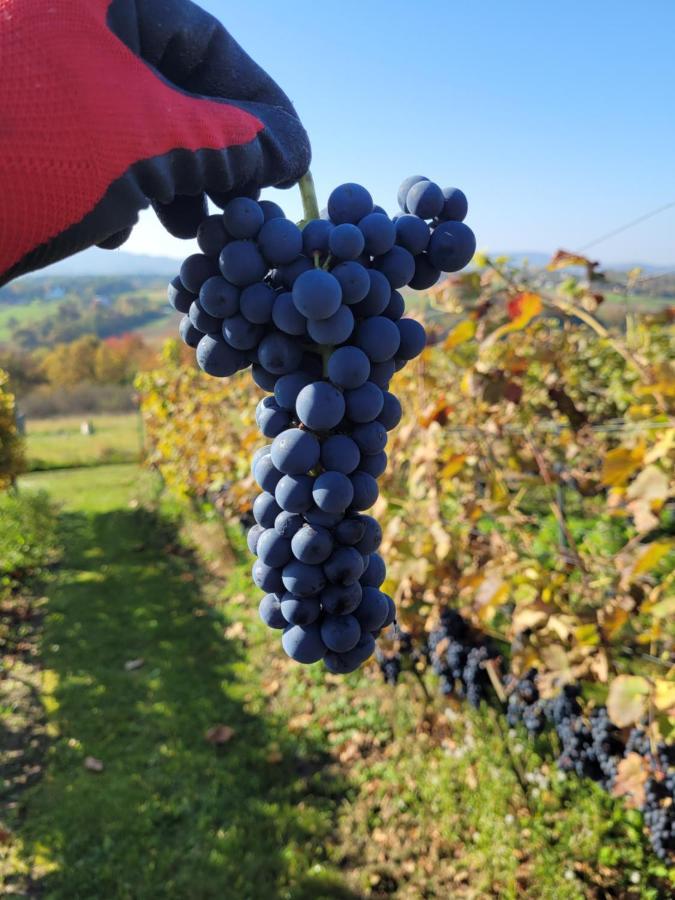 Fantastic View Vineyard Beskid Mountains Gruszow  Dış mekan fotoğraf
