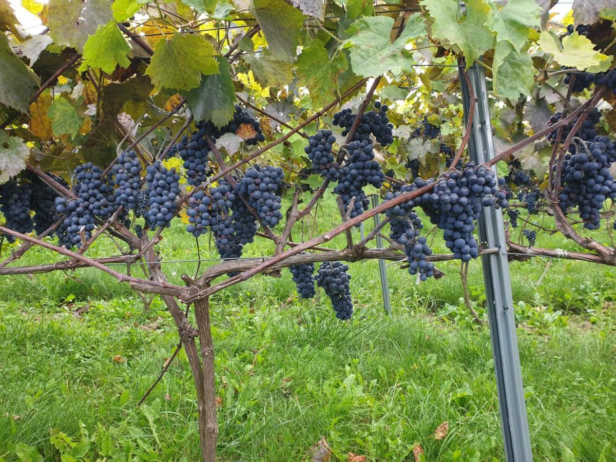 Fantastic View Vineyard Beskid Mountains Gruszow  Dış mekan fotoğraf